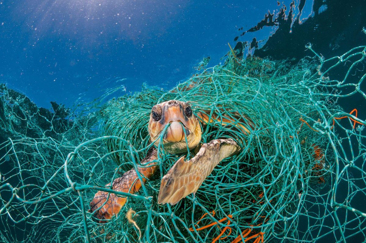 Plastic Waste In The Oceans Taking Its Toll On Animals - USC Viterbi |  Prospective Students